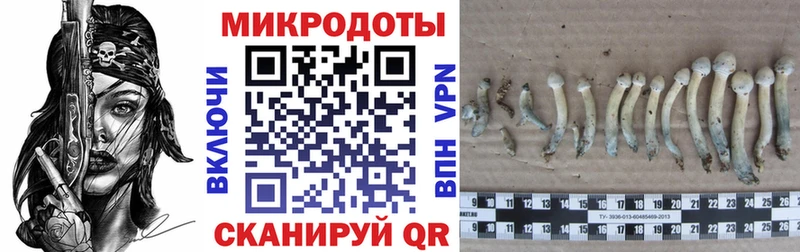 как найти   Михайловка  Псилоцибиновые грибы Psilocybe 