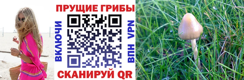 Галлюциногенные грибы ЛСД Михайловка